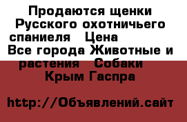 Продаются щенки Русского охотничьего спаниеля › Цена ­ 25 000 - Все города Животные и растения » Собаки   . Крым,Гаспра